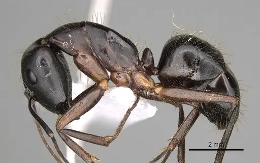 Camponotus ionius specimen CASENT0906054 image casent0906054_3