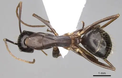 Camponotus ionius specimen CASENT0906055 image casent0906055_1
