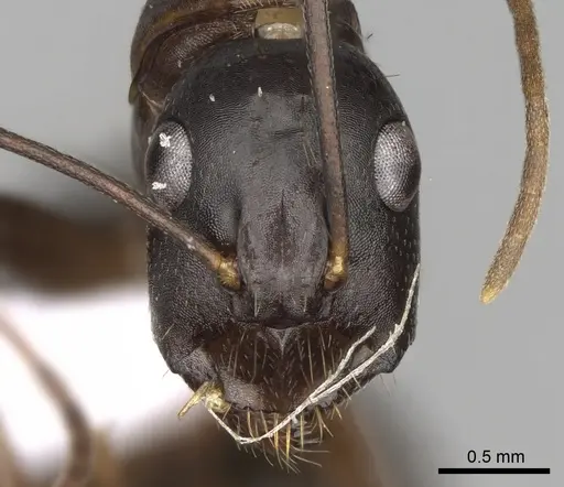 Camponotus ionius specimen CASENT0906055 image casent0906055_2
