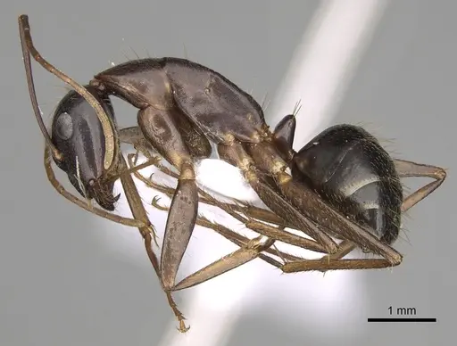 Camponotus ionius specimen CASENT0906055 image casent0906055_3