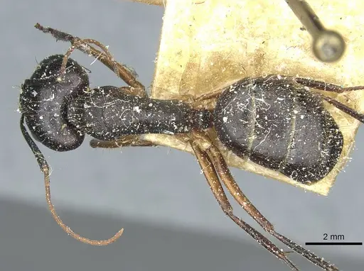 Camponotus ionius specimen CASENT0911958 image casent0911958_1