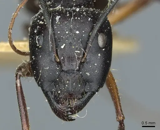 Camponotus ionius specimen CASENT0911958 image casent0911958_2