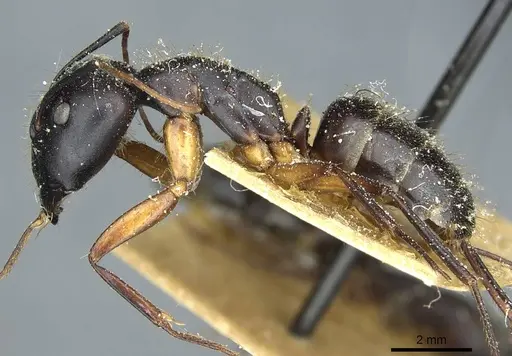 Camponotus ionius specimen CASENT0911958 image casent0911958_3