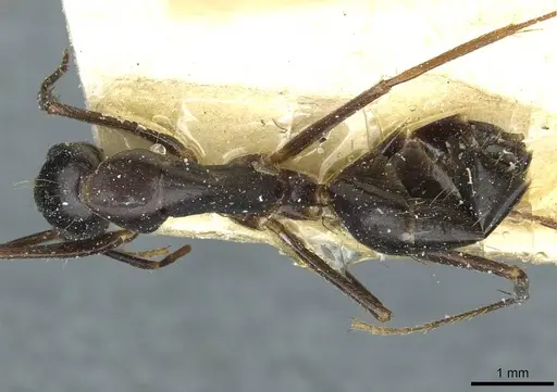 Camponotus ionius specimen CASENT0911959 image casent0911959_1
