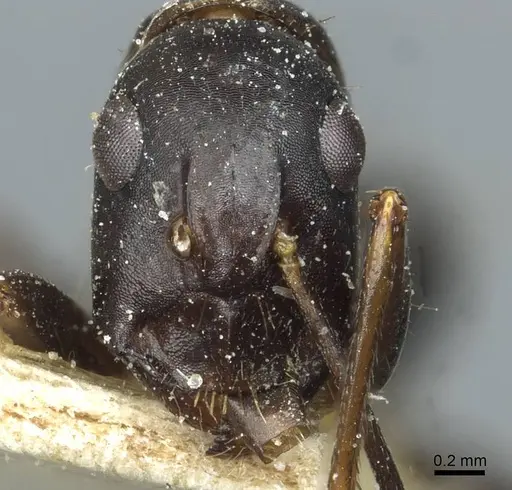 Camponotus ionius specimen CASENT0911959 image casent0911959_2
