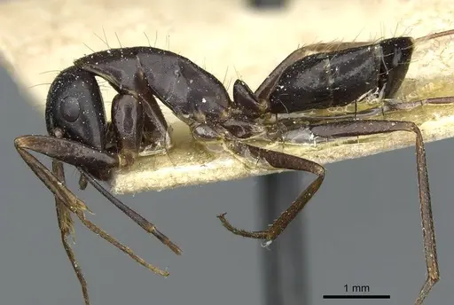 Camponotus ionius specimen CASENT0911959 image casent0911959_3
