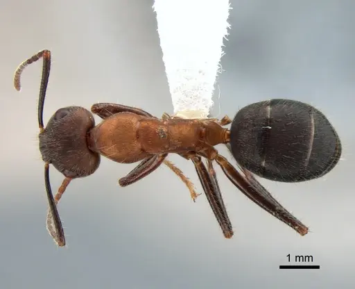 Camponotus irritabilis specimen CASENT0882010 image casent0882010_1