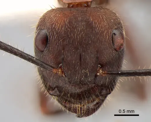 Camponotus irritabilis specimen CASENT0882010 image casent0882010_2