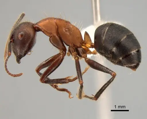 Camponotus irritabilis specimen CASENT0882010 image casent0882010_3