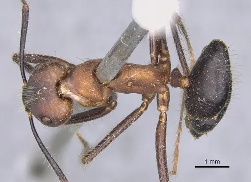 Camponotus irritabilis specimen CASENT0901901 image casent0901901_1