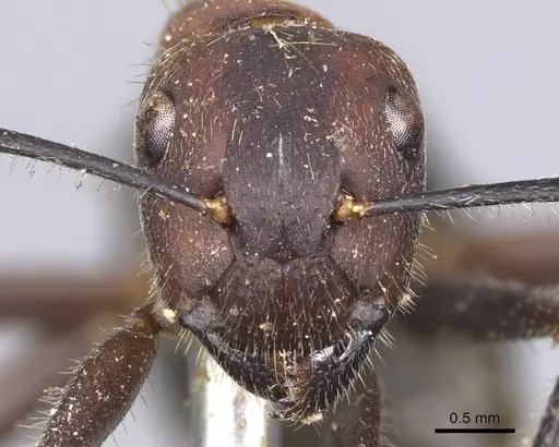 Camponotus irritabilis specimen CASENT0901901 image casent0901901_2