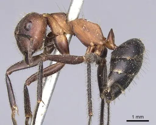 Camponotus irritabilis specimen CASENT0901901 image casent0901901_3
