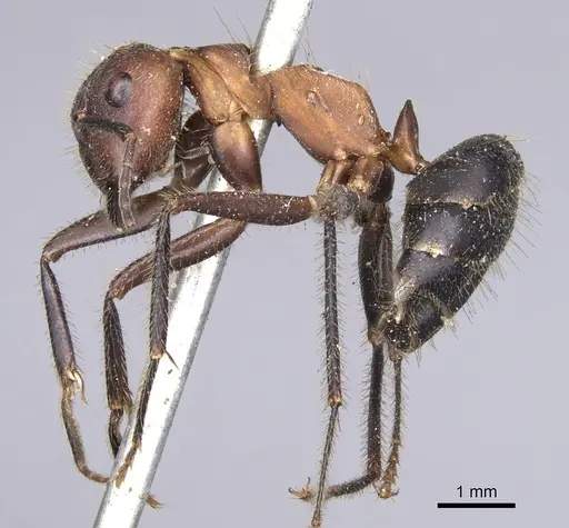 Camponotus irritabilis specimen CASENT0901901 image casent0901901_4