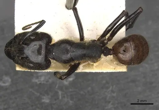 Camponotus irritabilis specimen CASENT0910504 image casent0910504_1