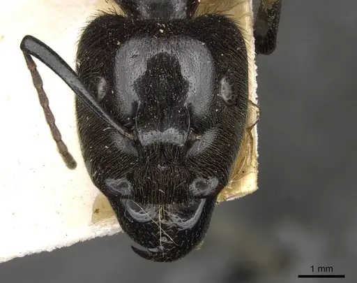 Camponotus irritabilis specimen CASENT0910504 image casent0910504_2