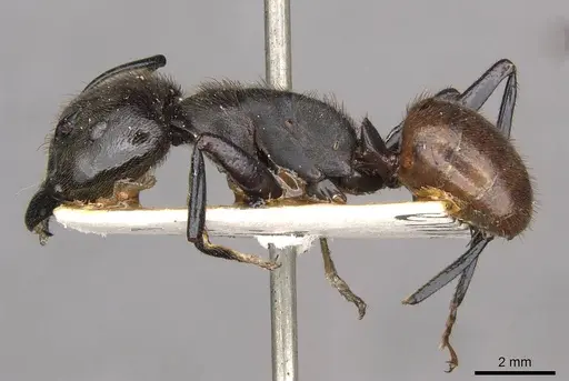 Camponotus irritabilis specimen CASENT0910504 image casent0910504_3