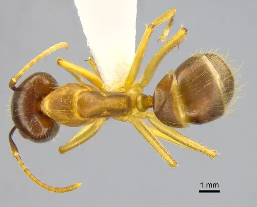 Camponotus irritans specimen CASENT0882017 image casent0882017_1