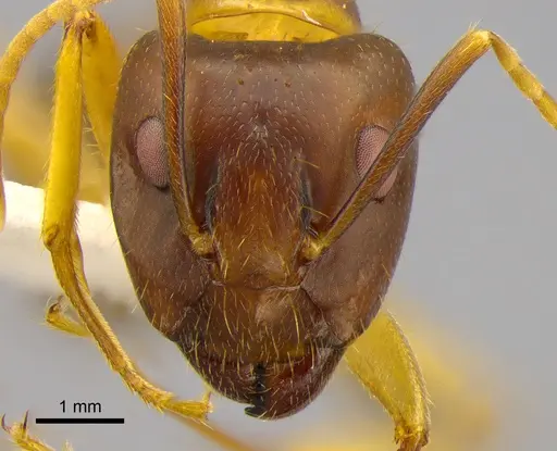 Camponotus irritans specimen CASENT0882017 image casent0882017_2
