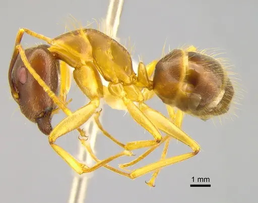 Camponotus irritans specimen CASENT0882017 image casent0882017_3