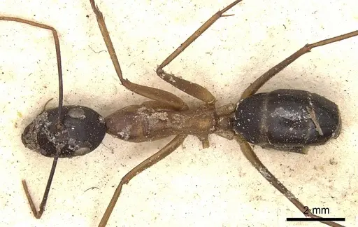 Camponotus irritans specimen CASENT0901899 image casent0901899_1