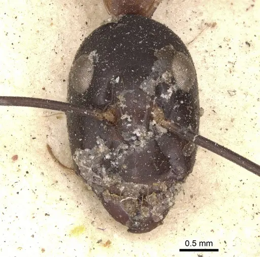 Camponotus irritans specimen CASENT0901899 image casent0901899_2
