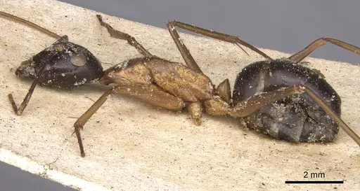 Camponotus irritans specimen CASENT0901899 image casent0901899_3