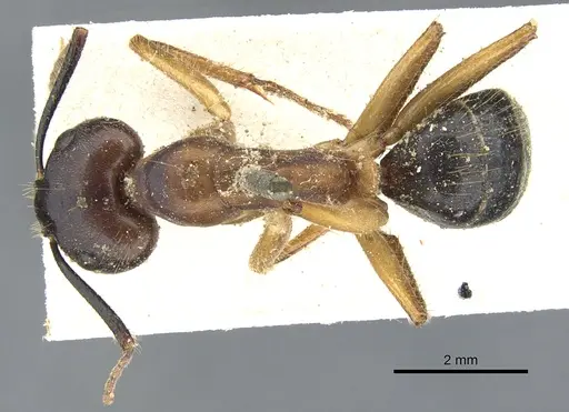 Camponotus irritans specimen CASENT0903569 image casent0903569_1