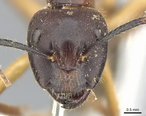 Camponotus irritans specimen CASENT0903569 image casent0903569_2