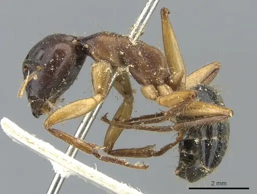Camponotus irritans specimen CASENT0903569 image casent0903569_3