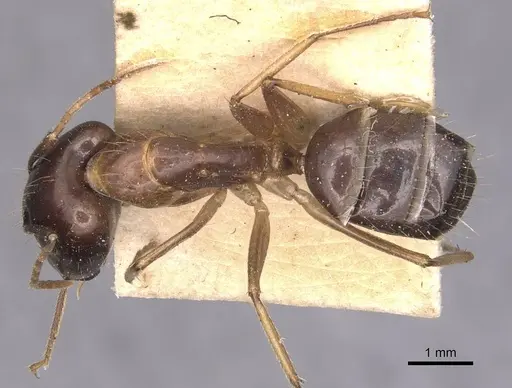 Camponotus irritans specimen CASENT0905331 image casent0905331_1
