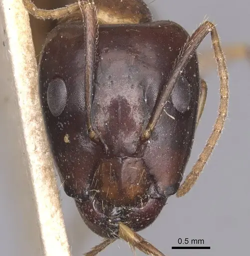 Camponotus irritans specimen CASENT0905331 image casent0905331_2