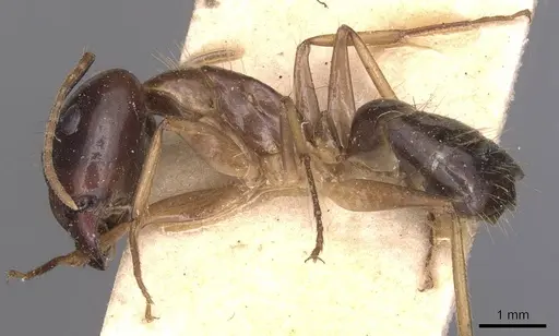 Camponotus irritans specimen CASENT0905331 image casent0905331_3