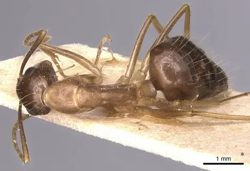 Camponotus irritans specimen CASENT0905332 image casent0905332_1