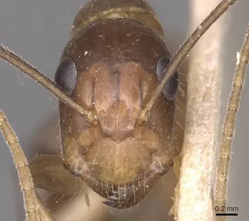 Camponotus irritans specimen CASENT0905332 image casent0905332_2