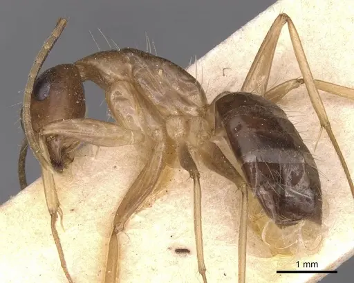 Camponotus irritans specimen CASENT0905332 image casent0905332_3