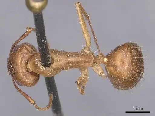 Camponotus irritans specimen CASENT0905333 image casent0905333_1
