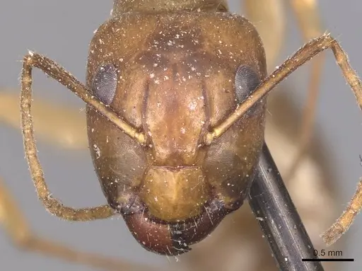 Camponotus irritans specimen CASENT0905333 image casent0905333_2