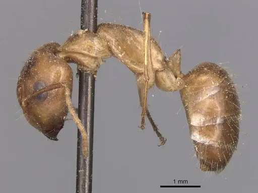 Camponotus irritans specimen CASENT0905333 image casent0905333_3