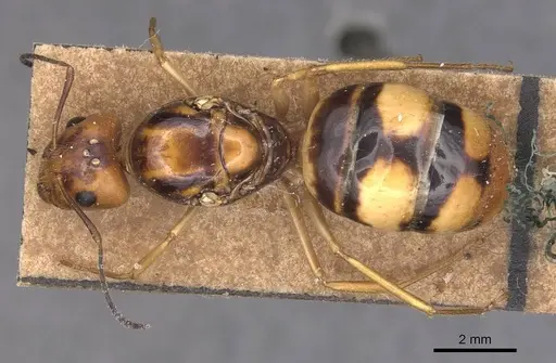 Camponotus irritans specimen CASENT0905338 image casent0905338_1