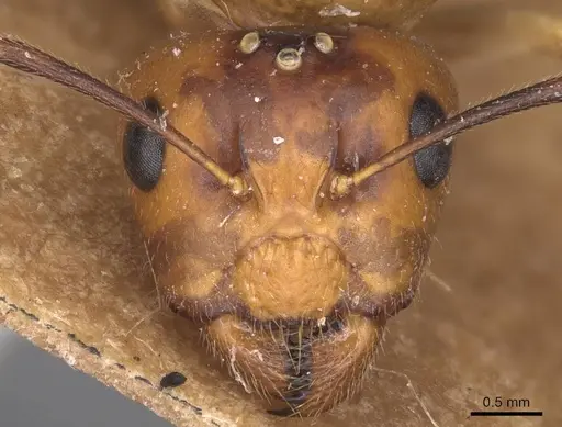 Camponotus irritans specimen CASENT0905338 image casent0905338_2