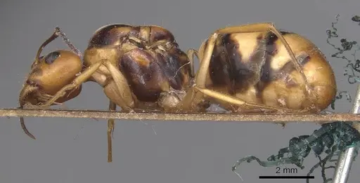 Camponotus irritans specimen CASENT0905338 image casent0905338_3