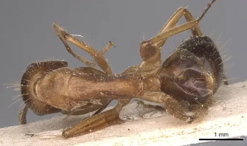 Camponotus irritans specimen CASENT0905339 image casent0905339_1