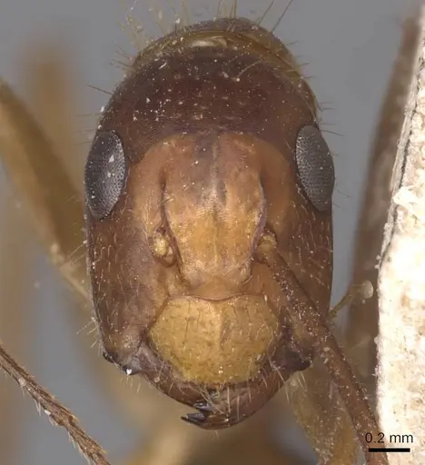 Camponotus irritans specimen CASENT0905339 image casent0905339_2