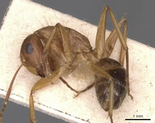Camponotus irritans specimen CASENT0905339 image casent0905339_3