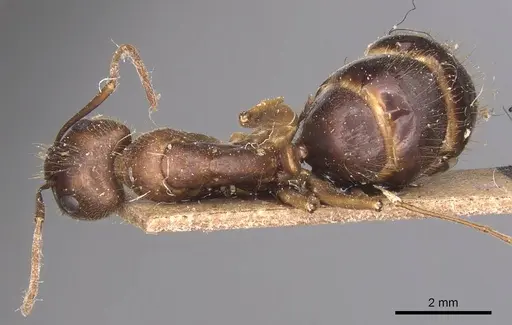 Camponotus irritans specimen CASENT0905340 image casent0905340_1