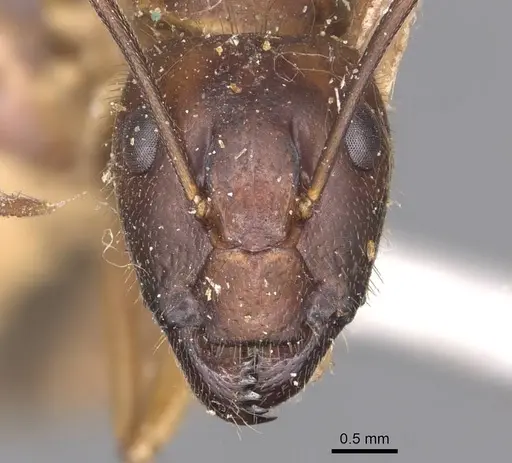 Camponotus irritans specimen CASENT0905340 image casent0905340_2