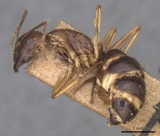 Camponotus irritans specimen CASENT0905340 image casent0905340_3