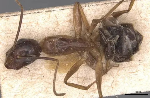 Camponotus irritans specimen CASENT0905341 image casent0905341_1