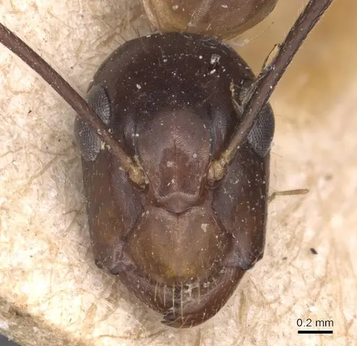 Camponotus irritans specimen CASENT0905341 image casent0905341_2