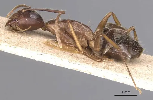 Camponotus irritans specimen CASENT0905341 image casent0905341_3